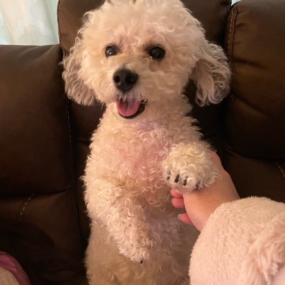 Like this! Live jewelry show notification! - Picture 9 of 12